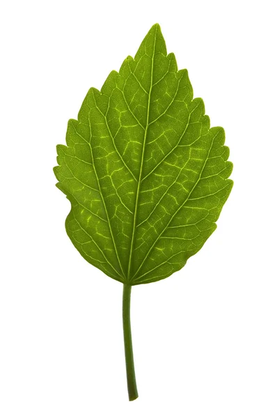 ハイビスカスの葉の葉身の詳細 — ストック写真