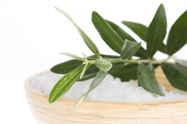 Свіжа оливкова гілка і сіль для ванни ізольовані на — стокове фото