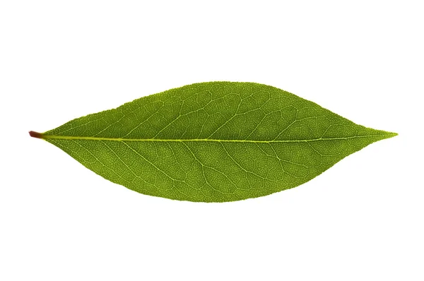 Liście laurowe. świeże zioła — Zdjęcie stockowe