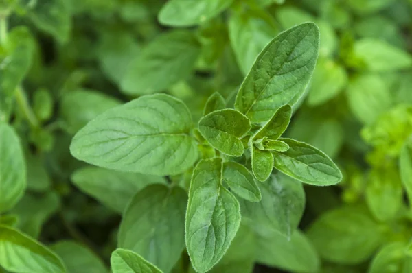 stock image Growing herbs. mint