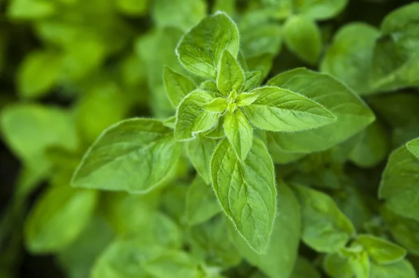 Growing herbs. mint — Stock Photo, Image