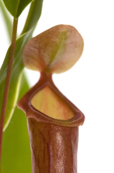 Leaves of carnivorous plant - Nepenthes — Stock Photo, Image