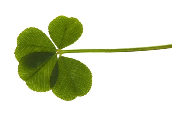 Trébol de cuatro hojas aislado en el fondo blanco — Foto de Stock