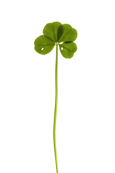 Four Leaf Clover isolated on the white backgroun — Stock Photo, Image