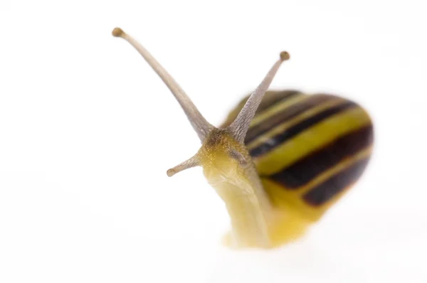 Snails. slow love — Stock Photo, Image