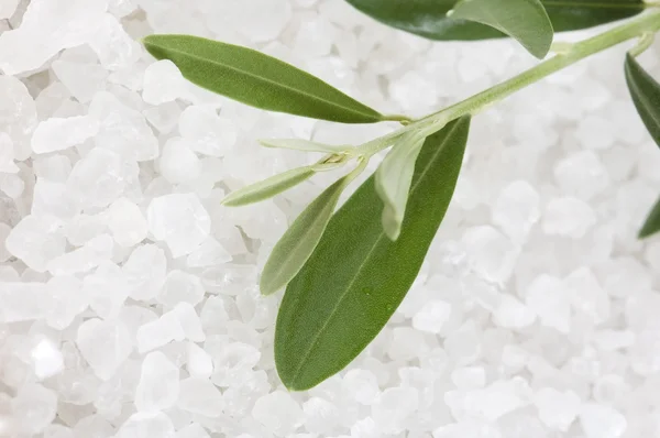 Свіжа оливкова гілка і сіль для ванн. спа-центр — стокове фото