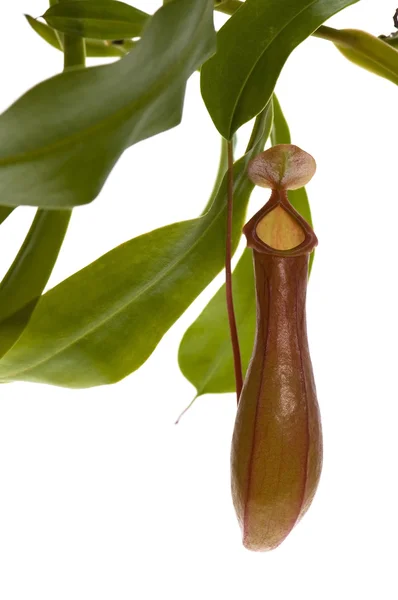 stock image Leaves of carnivorous plant - Nepenthes