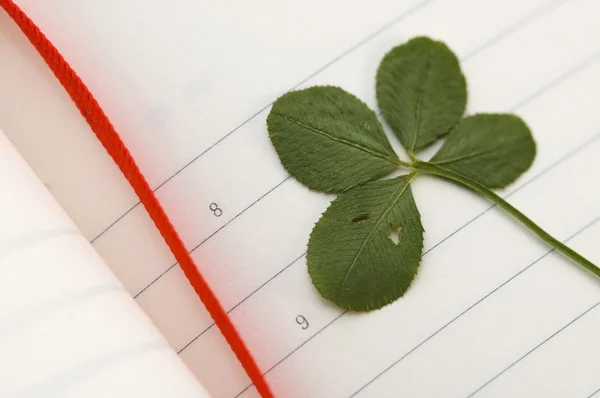 Négy leaf clover és az új nap — Stock Fotó