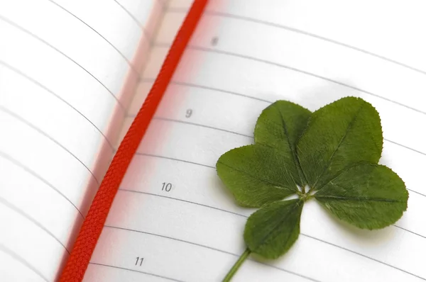 Five Leaf Clover and New Day — Stock Photo, Image