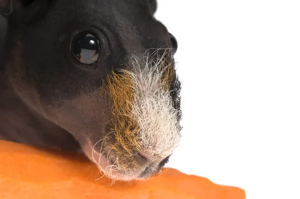 stock image Skinny guinea pig isolated on the white backgrou