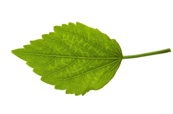 Detail of a leaf blade of a hibiscus — Stock Photo, Image