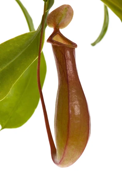 Blad av köttätande växt - Nepenthes — Stockfoto