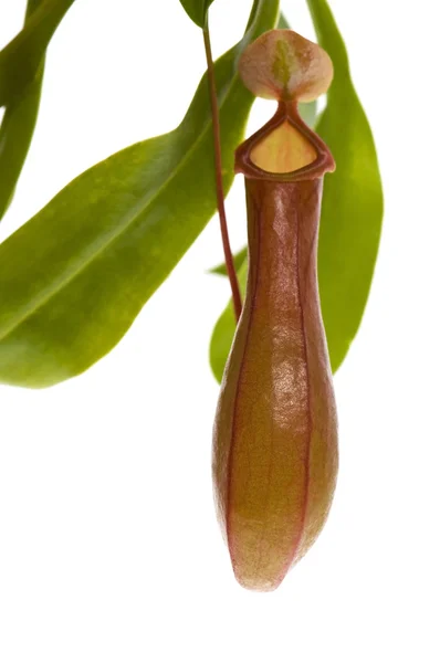 stock image Leaves of carnivorous plant - Nepenthes