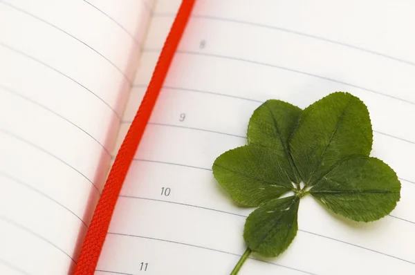 Five Leaf Clover and New Day — Stock Photo, Image