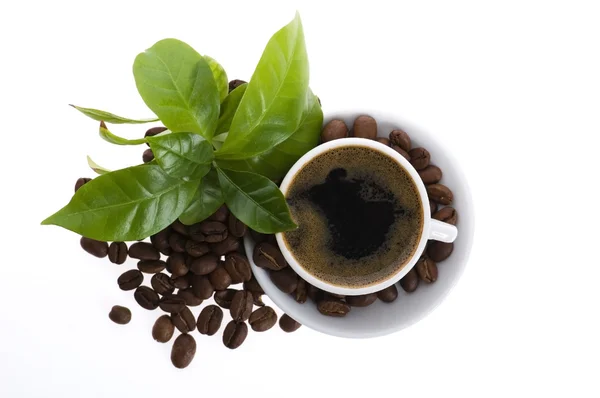 Fresh coffee with coffee branch — Stock Photo, Image