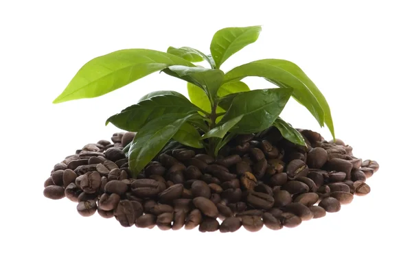 コーヒー植物の成長 — ストック写真
