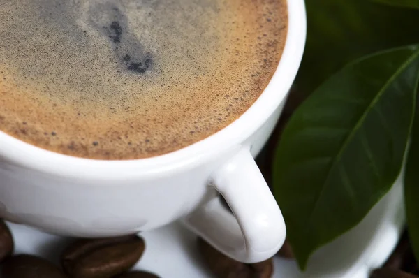 커피 분기와 신선한 커피 — 스톡 사진