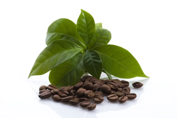 stock image Growing coffee plant