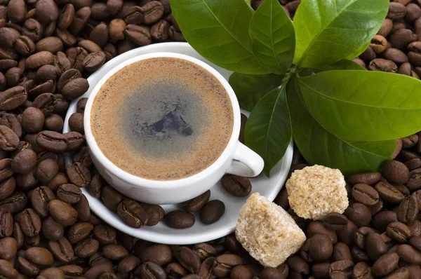 Café fresco con rama de café —  Fotos de Stock