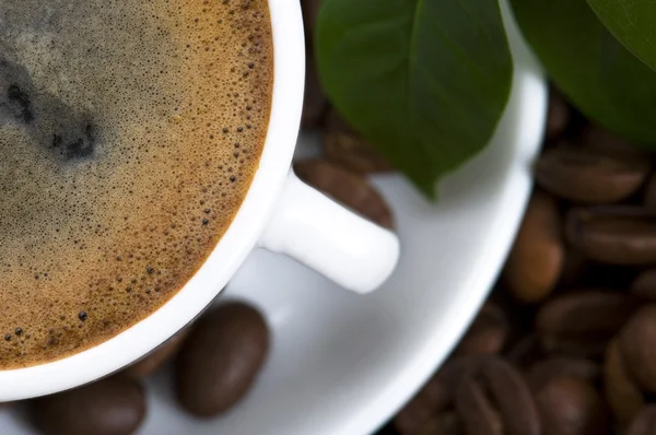 Nybryggt kaffe med kaffe gren — Stockfoto