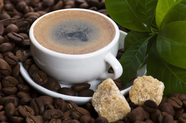 Čerstvá káva s kávou větev — Stock fotografie