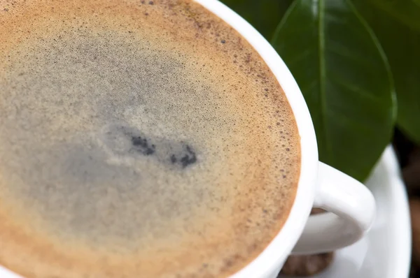 Свежий кофе с веткой кофе — стоковое фото