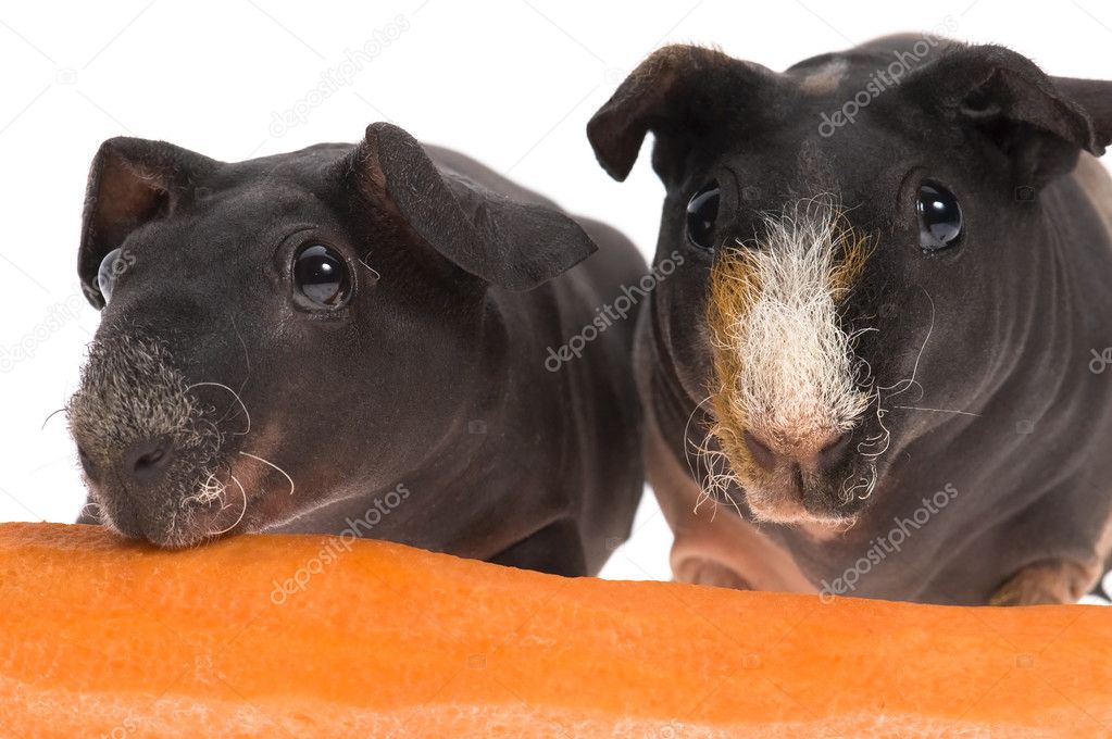 Skinny guinea pigs isolated on the white backgrou