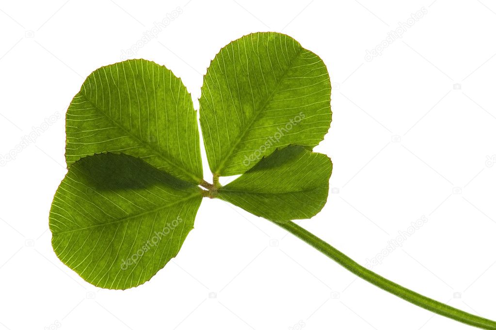 Four Leaf Clover isolated on the white backgroun