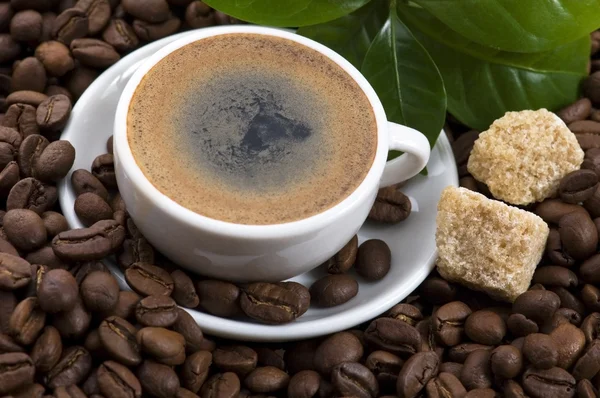 Friss kávé kávé ág — Stock Fotó