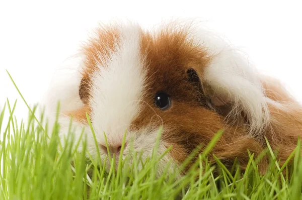 stock image Guinea pig isolated on the white background