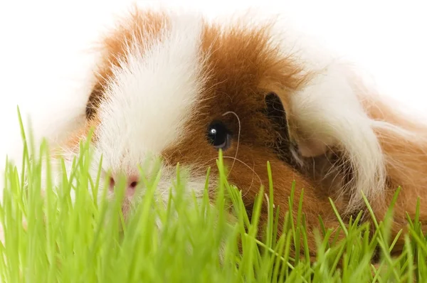 stock image Guinea pig isolated on the white background