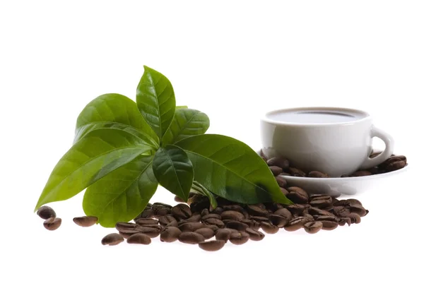 stock image Fresh coffee with coffee branch