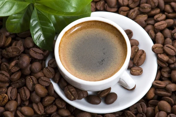커피 분기와 신선한 커피 — 스톡 사진