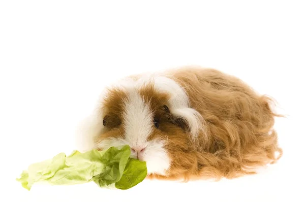 Guinea pig isolated on the white background — Stock Photo, Image