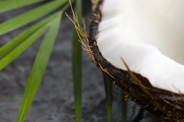 Кокосовый орех и пальмовый лист. экзотические сцены — стоковое фото