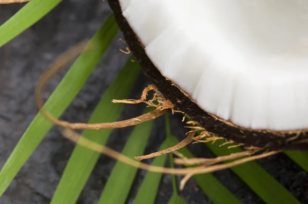 Кокосовий і пальмовий лист. екзотична сцена — стокове фото