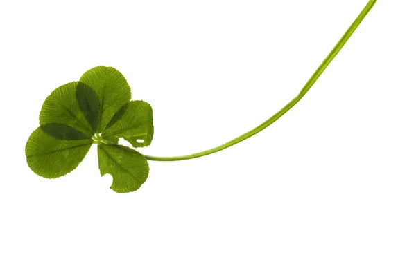 Five Leaf Clover isolated on the white backgroun — Stock Photo, Image