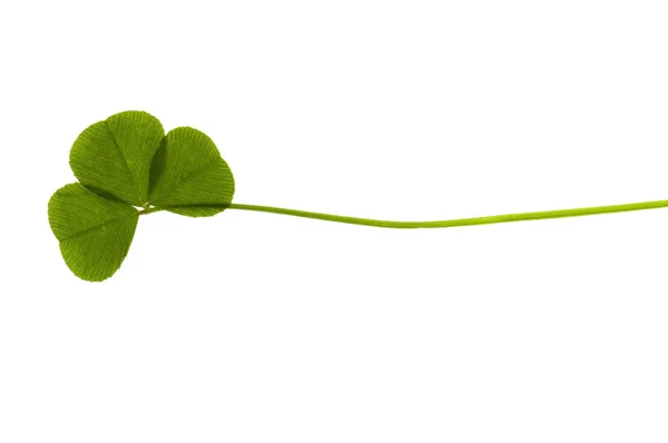 Four Leaf Clover isolated on the white background — Stock Photo, Image