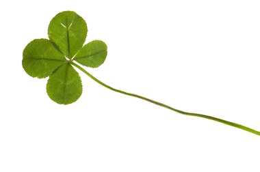 Four Leaf Clover isolated on the white backgroun clipart