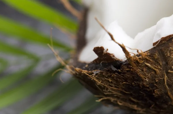코코넛 과 야자나무 잎. 이국적 인 장면 — 스톡 사진