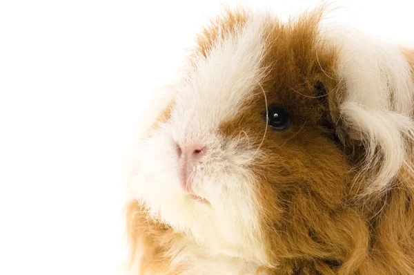 Guinea pig isolated on the white background — Stock Photo, Image
