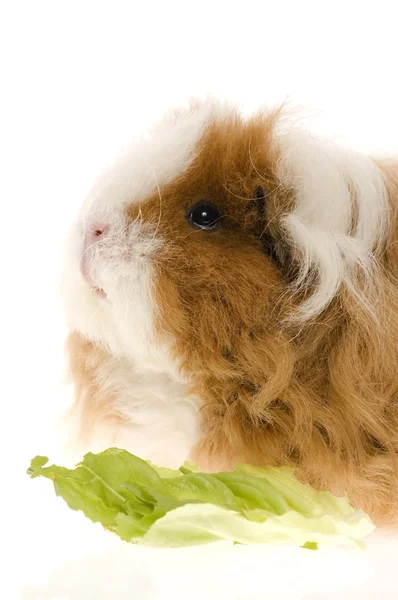 stock image Guinea pig isolated on the white background