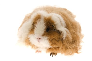 Guinea pig isolated on the white background clipart