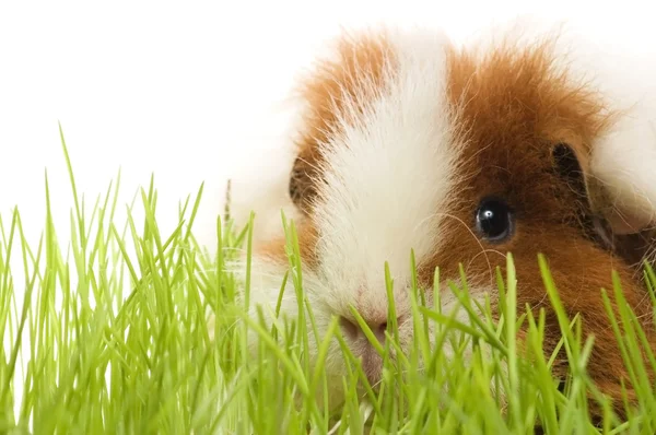 stock image Guinea pig isolated on the white background