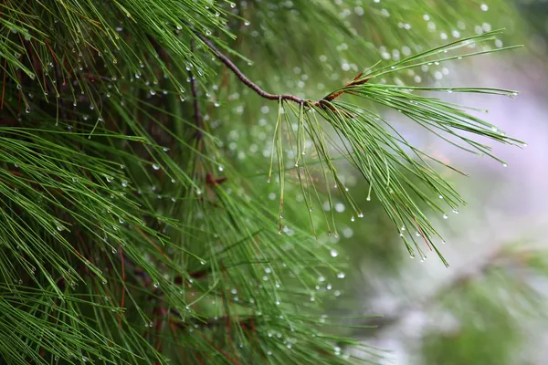 stock image Rain drops on green pine needles wit