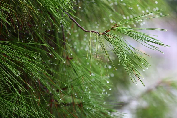 Падіння дощу на зеленій сосновій гілці Стокове Зображення