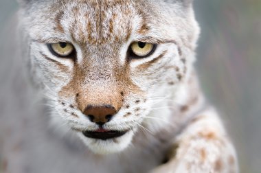 Lynx with focused eyes clipart