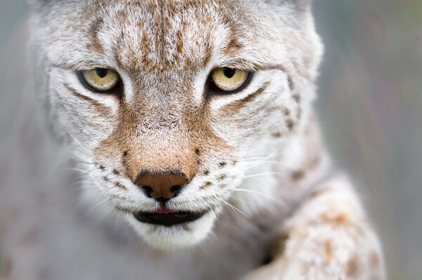Lynx with focused eyes