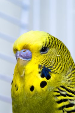 Canary bird clipart