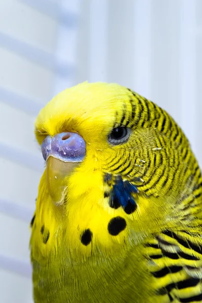 Pássaro canário — Fotografia de Stock